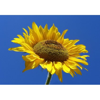 Iconography Test Product