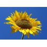 Iconography Test Product